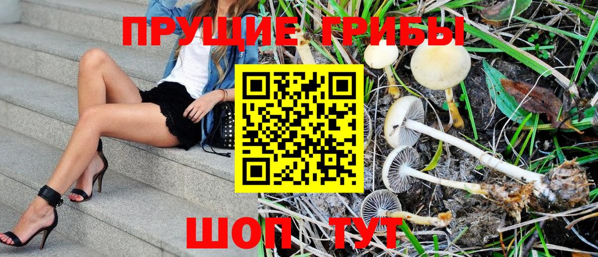Раменское  Галлюциногенные грибы Psilocybine cubensis  Вход с VPN 